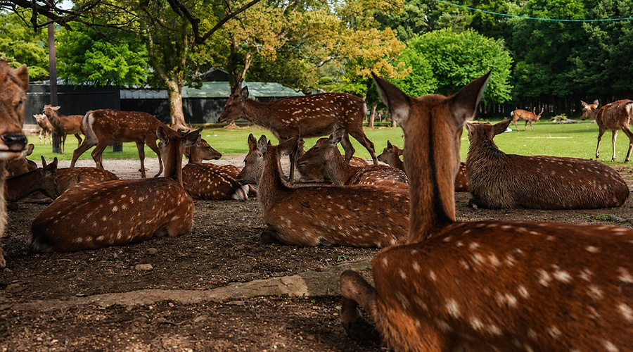Deer Park (Mrigadava)